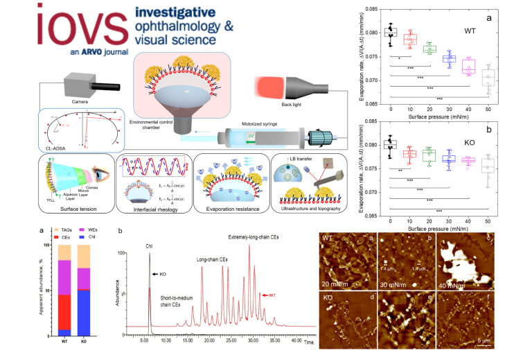 Comparative Biophysical Study of Meibomian Lipids of Wild Type and Soat1-Null Mice
