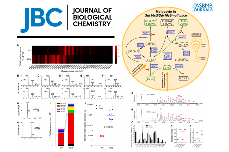 Sdr16c5 and Sdr16c6 control a dormant pathway at a bifurcation point between meibogenesis and sebogenesis