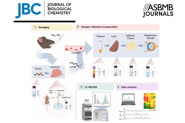 Probing dietary triacylglycerol metabolism and meibogenesis in mice: A stable isotope-labeled tracer liquid chromatography-tandem mass spectrometry study