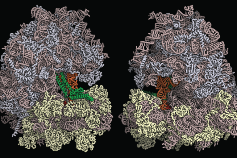 model of translating 80S ribosome