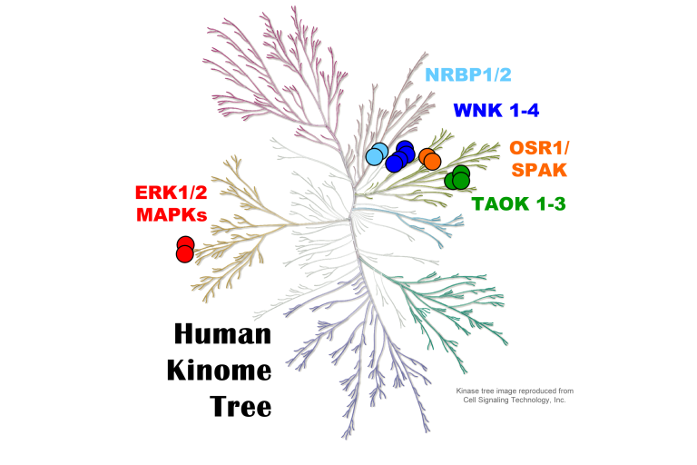 Human Kinome Tree with kinases we study indicated
