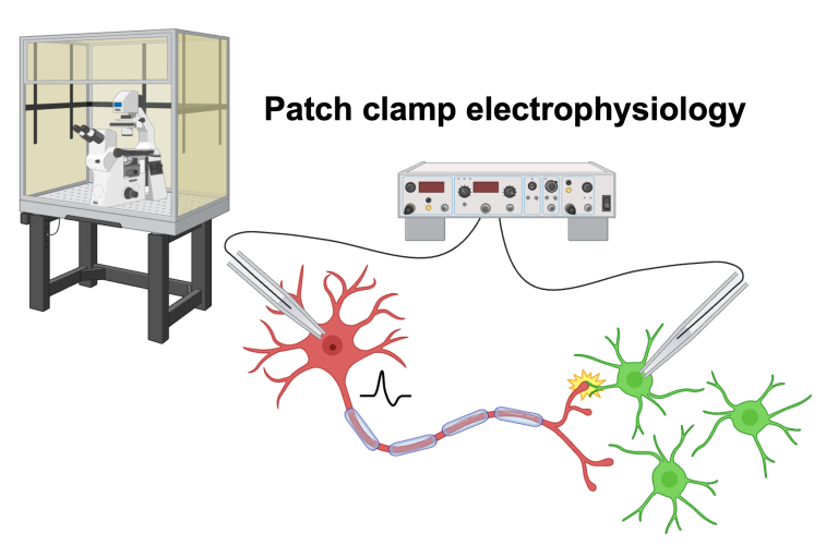 Patch clamp electrophysiology