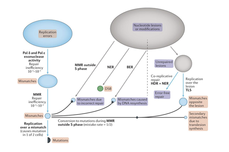 Mutagenesis flow chart
