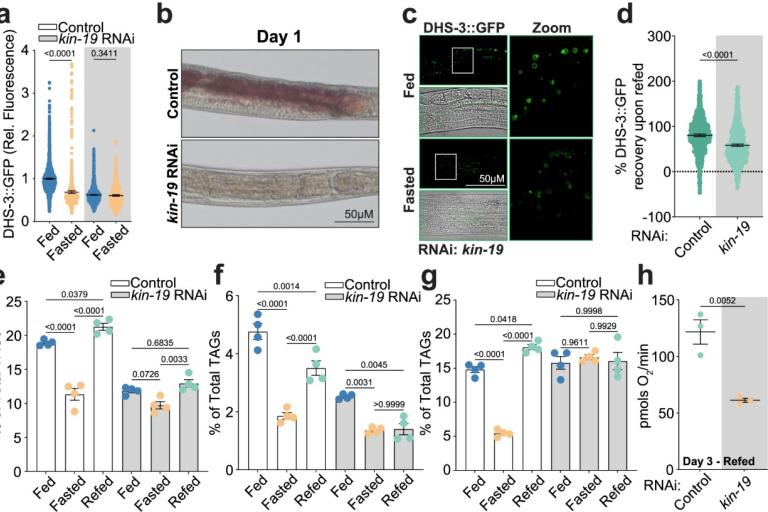 Silencing lipid catabolism determines longevity in response to fasting