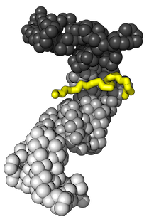 molecular chaperone