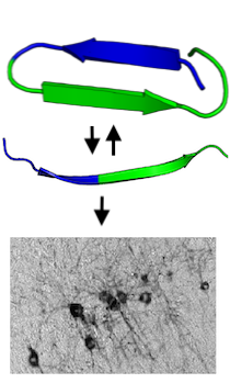 Structure And Aggregation | UT Southwestern, Dallas, Texas