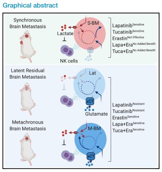 cell metabolism