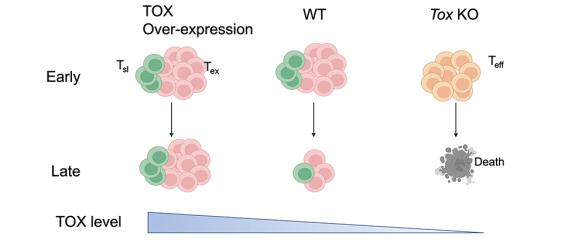 TOX Overexpression