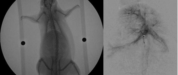 Fluroscopy comparisons