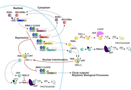 the circadian transcriptional cycle