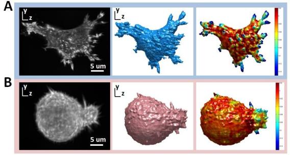 Imaging and quantifying cell morphology in 3D