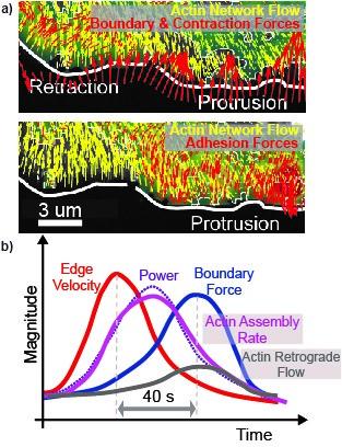 Reconstruction of intracellular forces.
