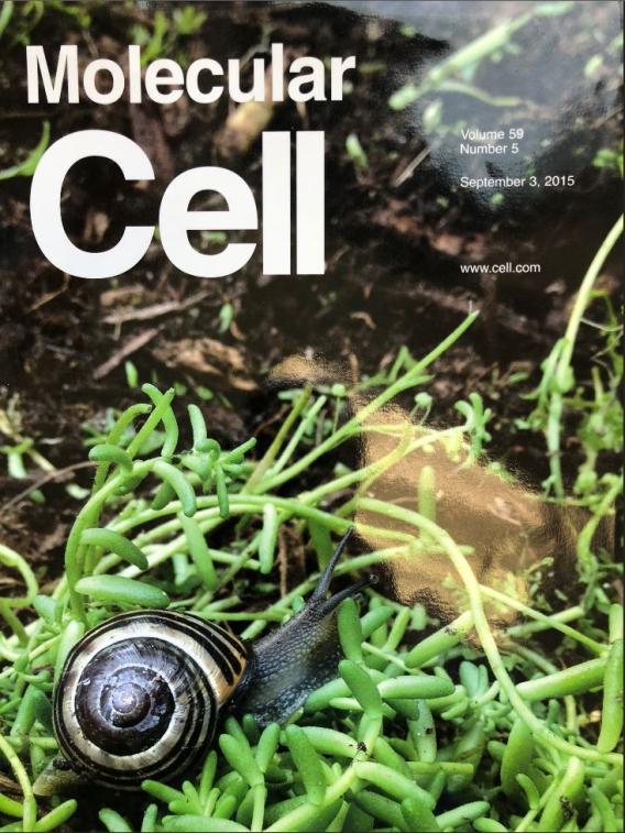 Molecular Cell Cover Page 2015