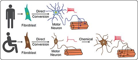 Modeling human neurodegenerative diseases