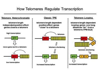 telomeres regulate transcription