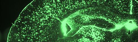 probing glia
