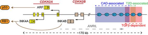 Schematic diagram showing the CDKN2A/B locus, which encodes three tumor suppressor proteins p14ARF, p16INK4A, and p15INK4B, and its associated cis enhancers. 