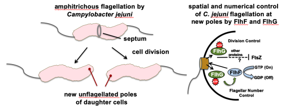 Diagram of programming amphitrichous flagellation