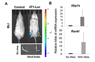 BCCs induced the BM-intrinsic XBP1s signaling in C57BL/6 mice.