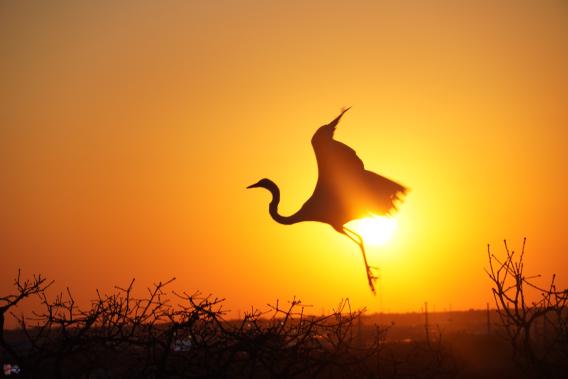 sunset-bird sanctuary 