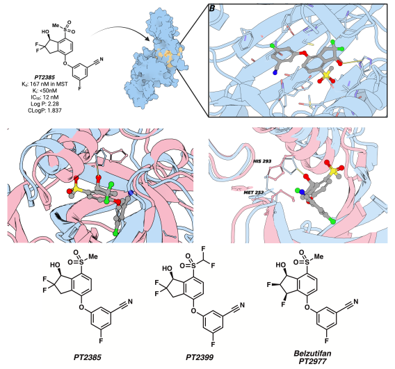 Targeting HIF-2 in renal cell carcinoma: Expanding upon belzutifan
