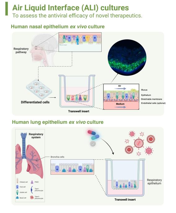 Infographic titled ‘Air Liquid Interface (ALI) cultures’ describing ex vivo human airway epithelial models used to assess antiviral efficacy. The top section shows a human nasal epithelium culture, with cells derived from the respiratory pathway differentiated on a Transwell insert exposed to air above and culture medium below, producing mucus and showing a ciliated epithelial layer. A circular microscopy image illustrates differentiated epithelial cells. The bottom section shows a human lung epithelium culture, with bronchial cells cultured on a Transwell insert to model the respiratory epithelium and exposed to viral particles and therapeutic compounds. Together, the diagram illustrates ALI culture systems for studying respiratory infection and treatment responses.