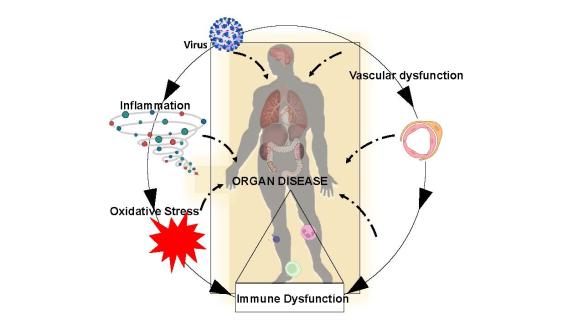 Diagram titled ‘Bench to Bedside: Translating research into meaningful clinical practice’ showing four sequential stages: Research and Development with a microscope icon and bullet points for target identification, in vitro screening, and lead identification; Preclinical Studies with a mouse icon and bullet points for in vivo studies and toxicity testing; Efficacy Evaluation with a magnifying glass and pill icon and a bullet point for safety and efficacy evaluation; and Clinical Trials with a hospital bed icon and bullet points for clinical trials and dosage and safety monitoring.