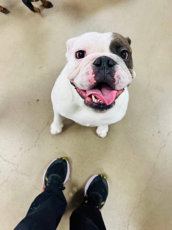 Sadie the Bulldog