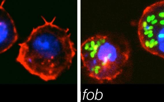 Examples of Krämer Lab research