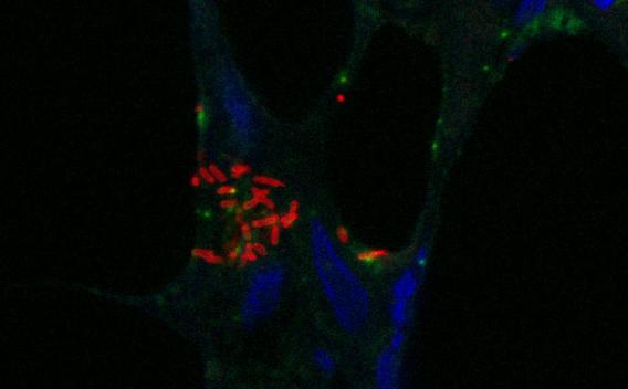 macrophages