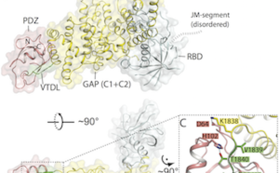 Ribbon diagrams of proteins