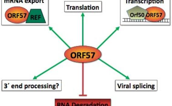 Research flowchart