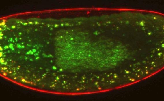 apoptotic cell death