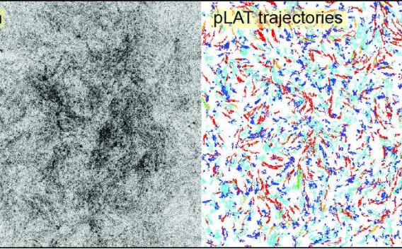 Actin and pLat trajectories
