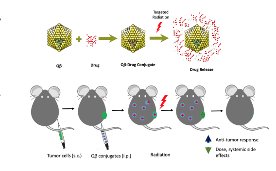 Radiation induced in vivo chemo agents infographic