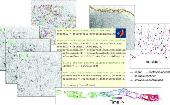 Examples of Jaqaman Lab's research