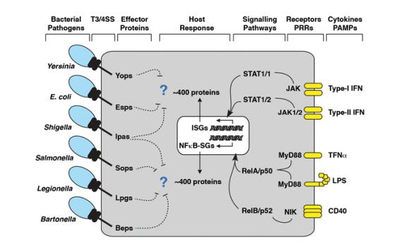 Bacterial pathogen flowchart