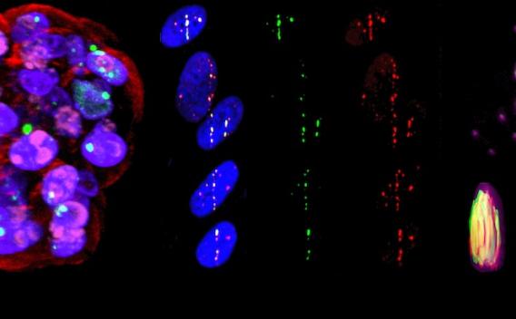 Molecular choreography under microscope