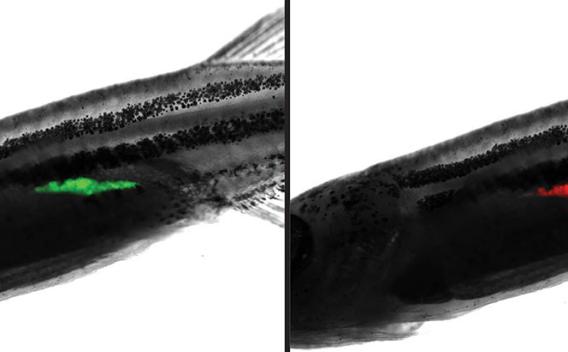 Tumor-bearing Transgenic zebrafish, before and after