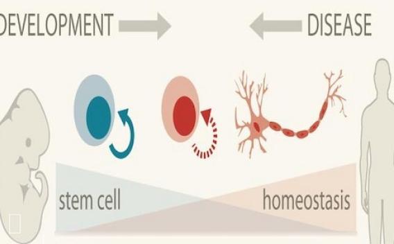 Organogenesis and tumor formation