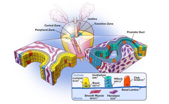 illustration of prostate cell anatomy