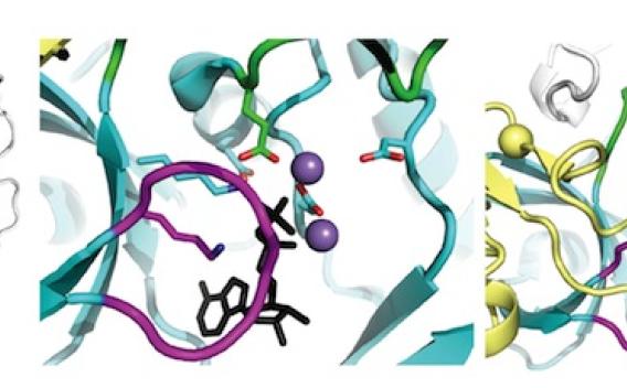 Protein structures