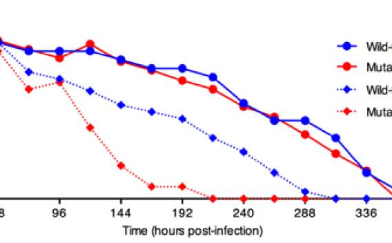 Chart showing the survival of adult worms after arbovirus infection.