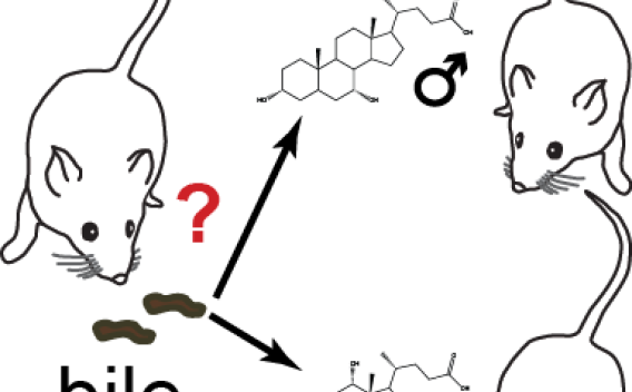 diagram of mice and bile acids