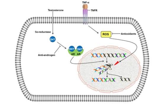 Inflammation-Induced Oxidative Stress