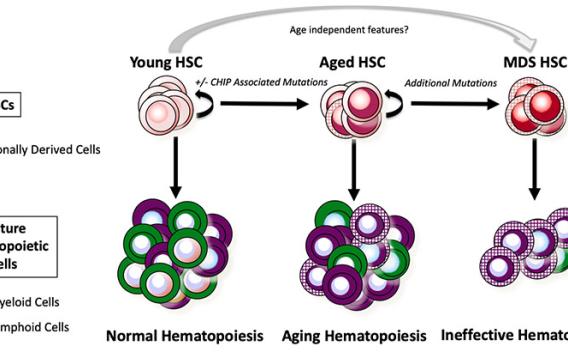 Diagram of Mature Cells