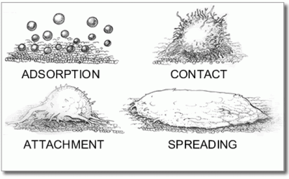 Fibroblasts and drawings of Absorption, Contact, Attachment, and Spreading