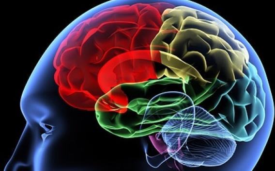 Human brain imaging