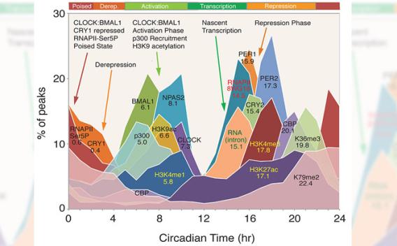 Genome-Wide Regulation of the Circadian Clock