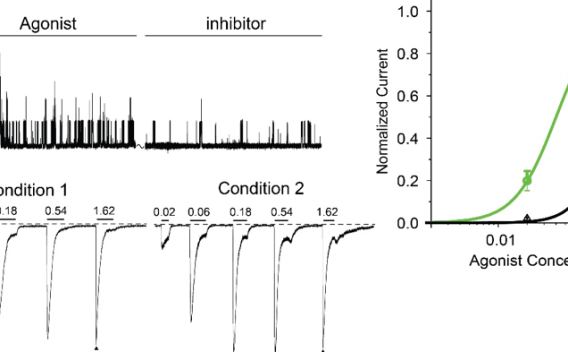 Quantitative Electrophysiology